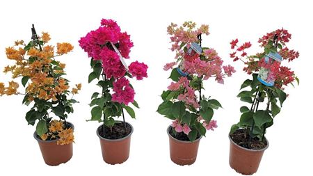 Bougainvillea Double Flower Pyramid