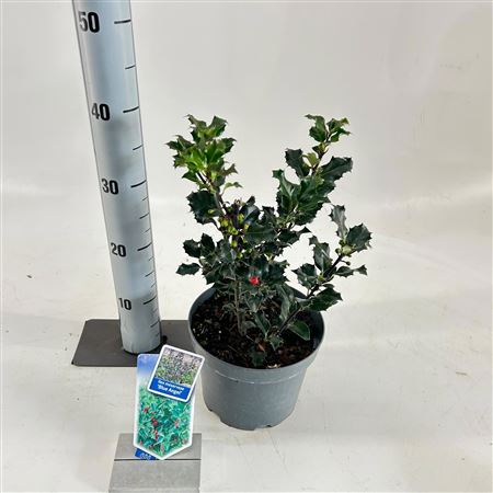 Ilex Mes Blue Angel