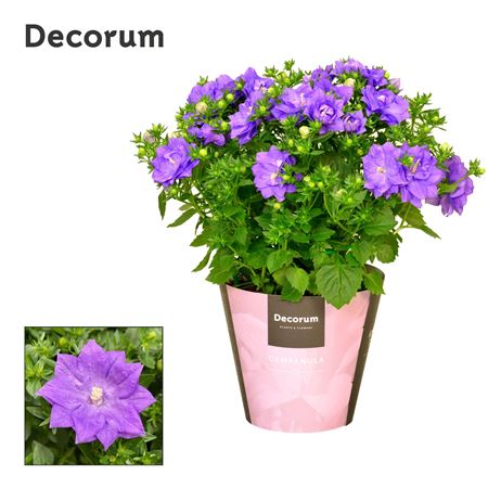 Campanula Iso Dublin Blue (decorum)