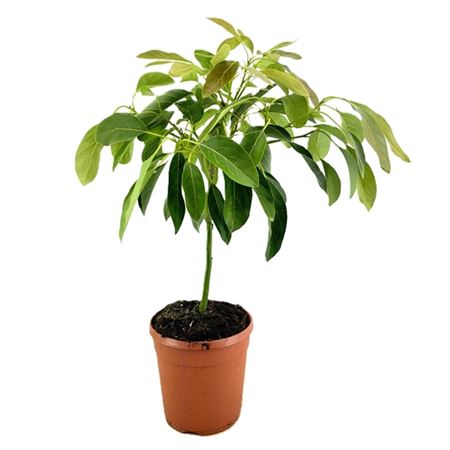 Persea Americana On Stem