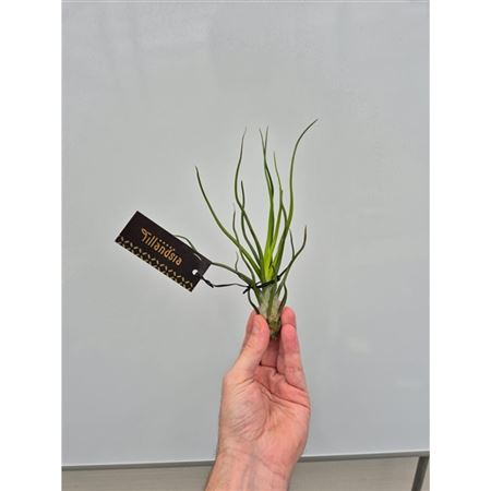 Tillandsia Bulbosa Upright L Met Label