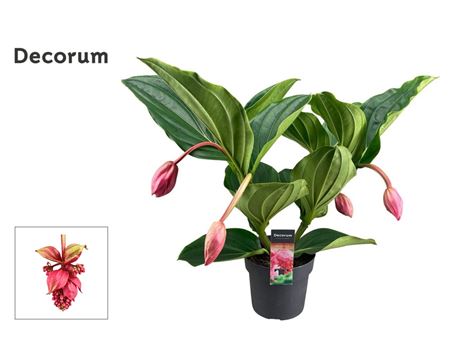 Medinilla Magnifica Flamenco 2 Etage 4 Knop (decor