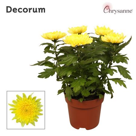 Chrys Zembla Next Yellow 5pp (decorum)
