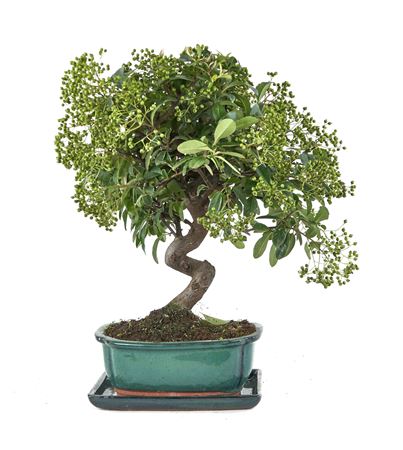 Bonsai Pyracantha Sp. Angustifolia Pz-erwiam