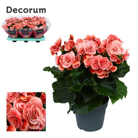 Begonia Borias