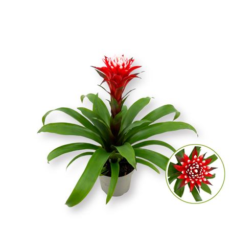 Guzmania Hope