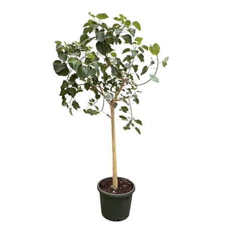 Ficus Petiolaris On Stem