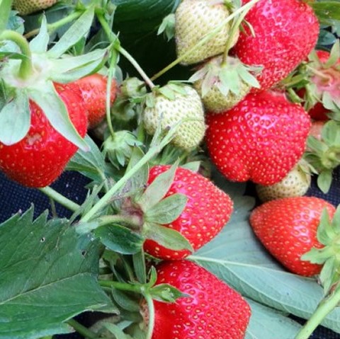 Земляника Ева