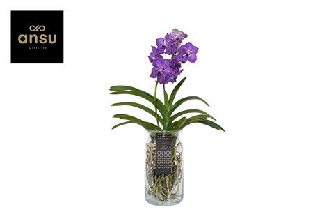 Vanda Bose Xl Purple