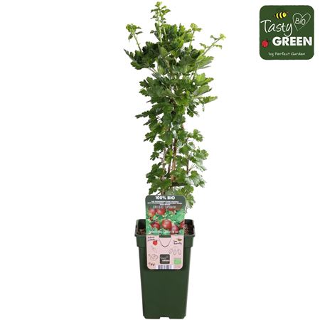 Ribes Uva-crispa Captivator Bio
