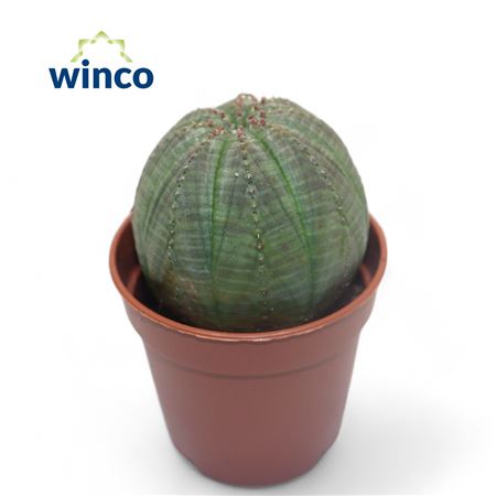 Euphorbia Obesa