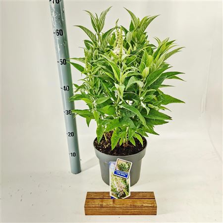 Buddleja Dav Little White