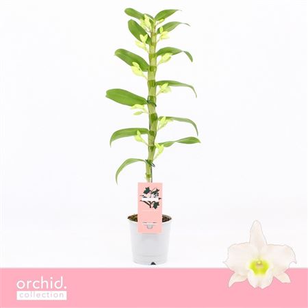 Dendr Nob 1st Apollon O4rchid Collection