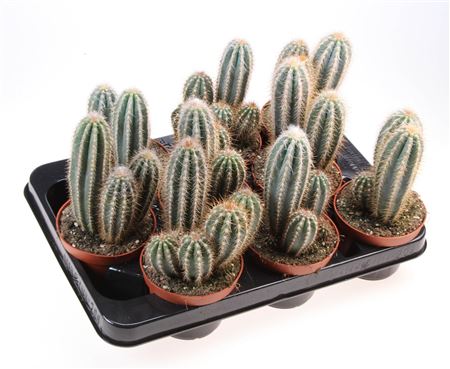 Pilosocereus Braunii