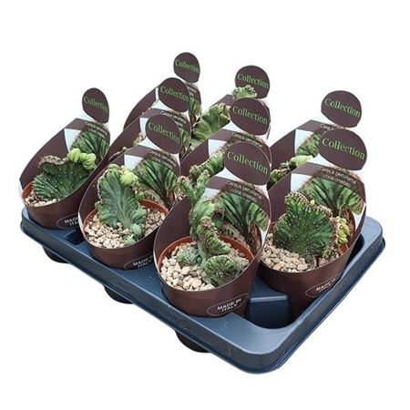 Cereus Peruvianus Coral Crestato Potcover