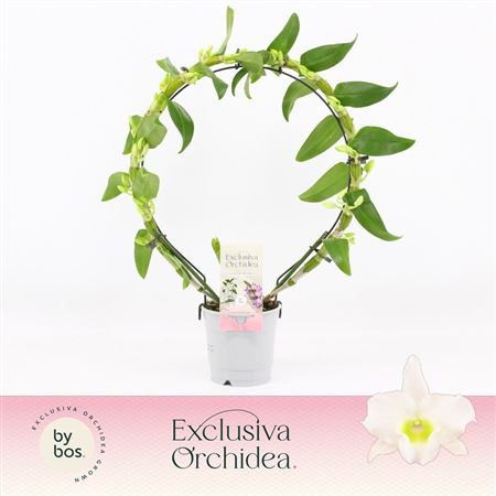 Dendr Nob Bow Apollon Exclusiva Orchidea