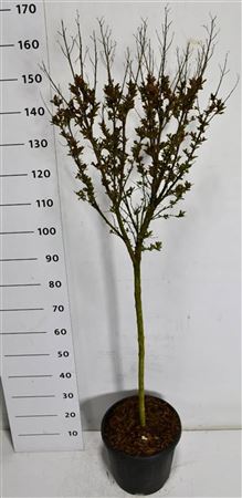 Lagerstroemia I. Coconut Sorbet On Stem