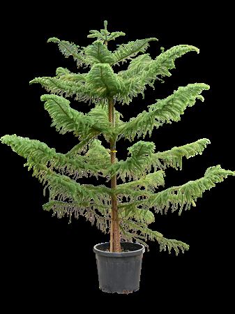 Araucaria Heterophylla (250-300)