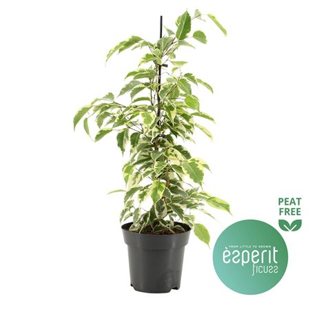 Ficus Be Samantha