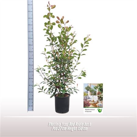 Photinia Fras Red Robin On Reck
