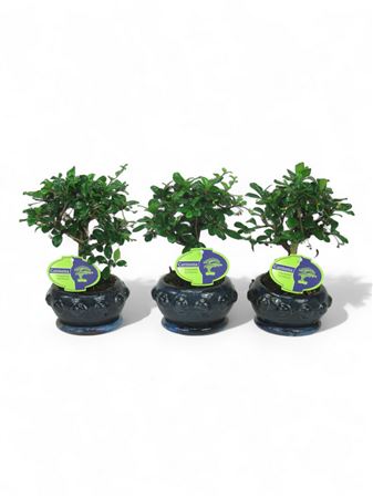 Bonsai Carmona Macrophylla, 13cm Broom., With Drip
