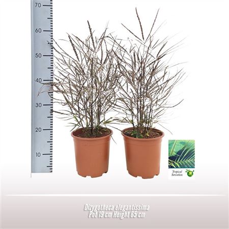 Dizygotheca Elegantissima