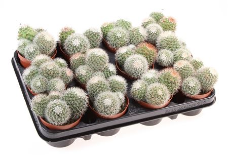 Mammillaria Ernestii