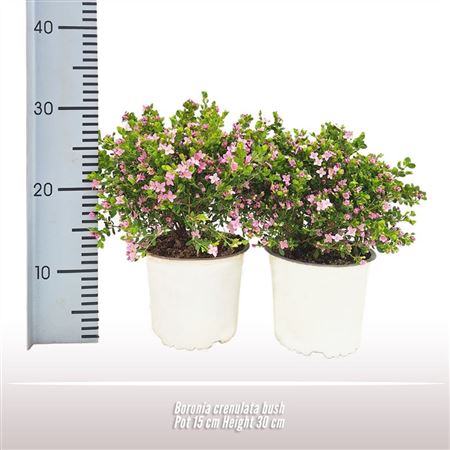 Boronia Crenulata Bush