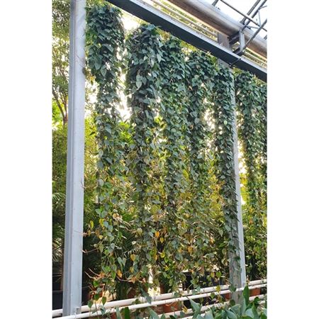 Philodendron Scandens Hang
