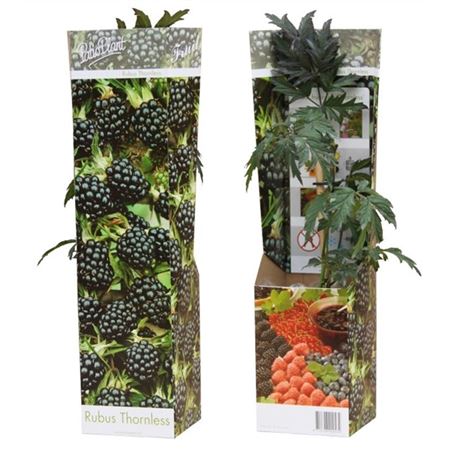 Rubus Merton Thornless