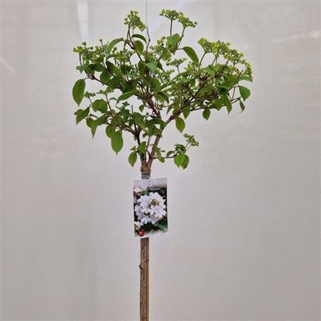 Viburnum Plic Watanabe On Stem