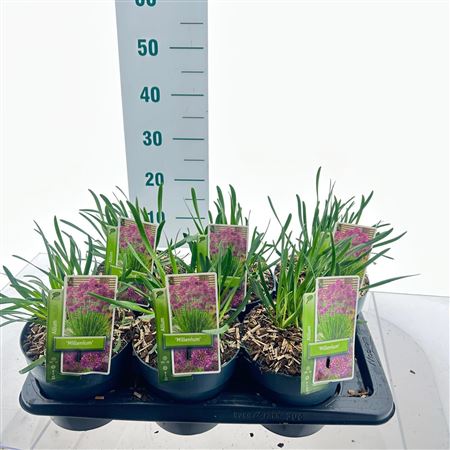 Allium Cobalt Millenium