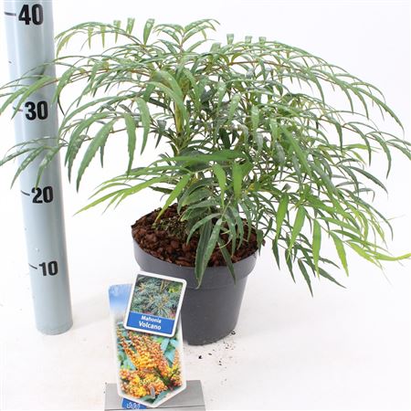 Mahonia Volcano