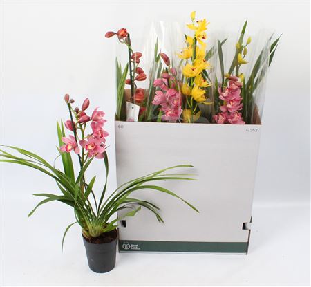 Cymbidium 1st Mix Open Flower