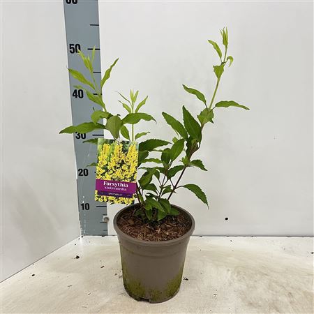 Forsythia Intermedia Spectabilis