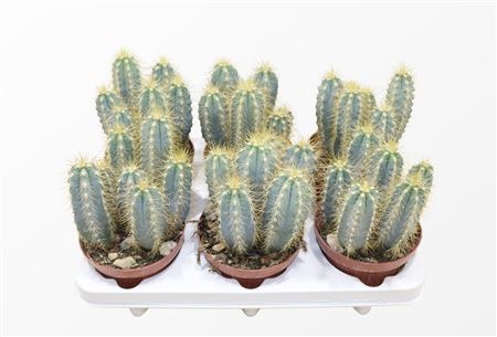 Pilosocereus Azureus