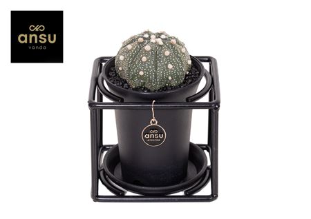 Astrophytum Asterias In Design Frame