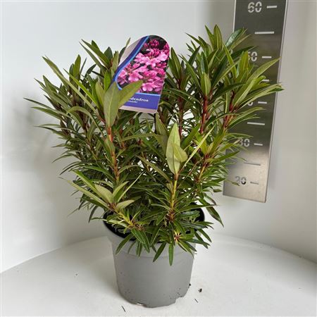 Rhodo Ponticum Graziella