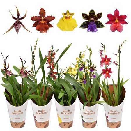 Orchid 2st Mix
