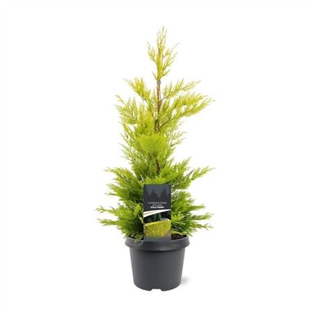 Cupressocyparis Leylandii Gold Rider