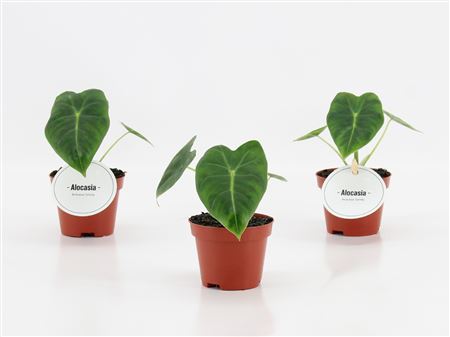 Alocasia Frydek Green On Green