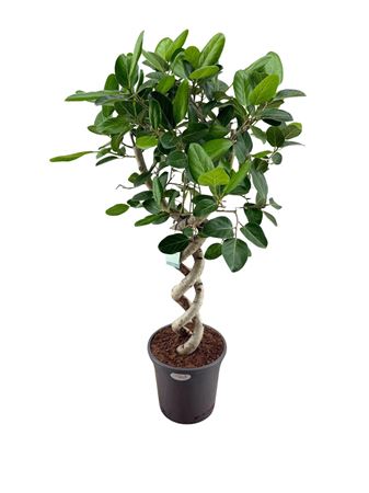Ficus Ben Audrey Double Spiral