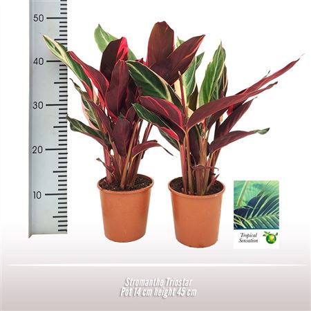Stromanthe Triostar