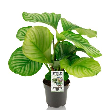 Calathea 12cm 'orbifolia'