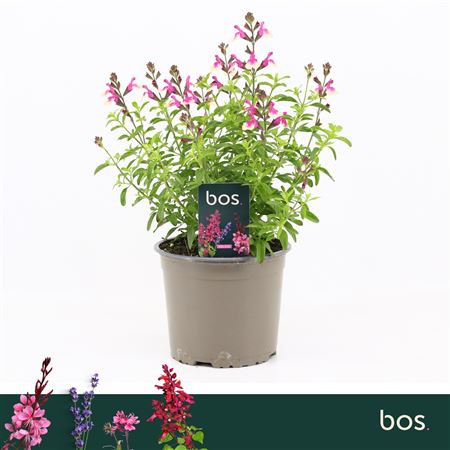 Salvia Greggii Mirage Rose Bicolour