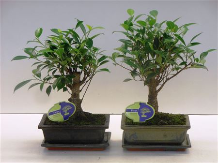 Bonsai Ficus Retusa, 20cm., Broom, With Drip Tray
