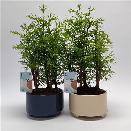Bonsai Mix Traditonial