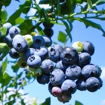 Голубика высокорослая Легаси