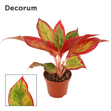 Aglaonema Red Fire (decorum)