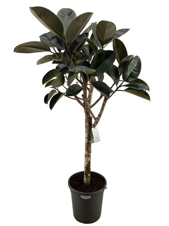 Ficus El Burgundy On Stem